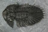 Thysanopeltis Trilobite - Issoumour, Morocco #153970-2